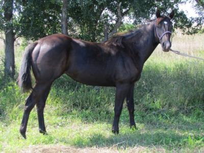 Jitterbug Reed JW<br>AQHA 5514241